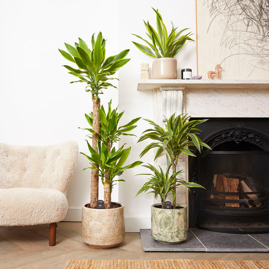 Dracaena fragrans
