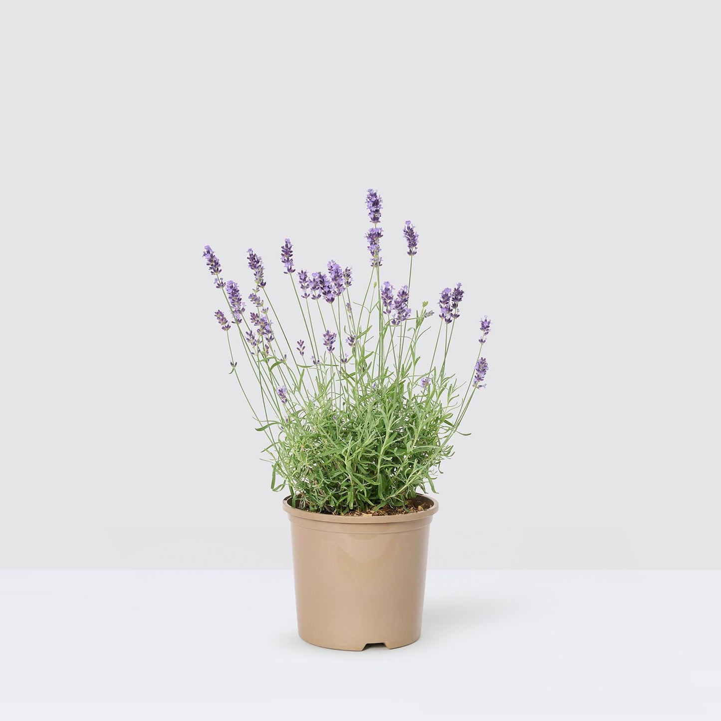 Vanda