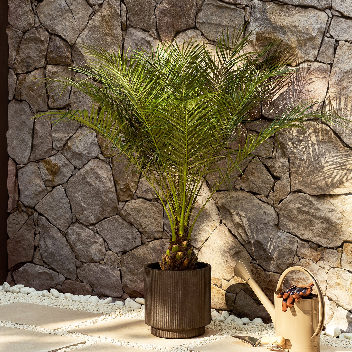 Pygmy Date Palm | Patch Plants