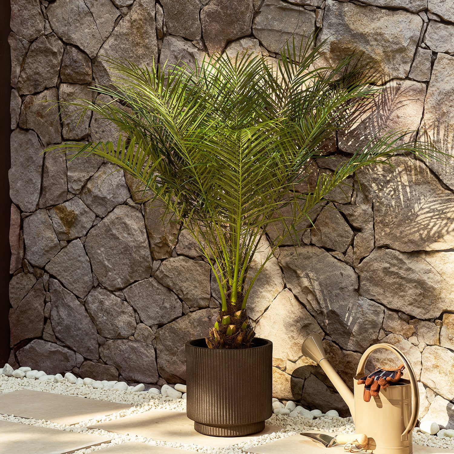 Pygmy Date Palm | Patch Plants