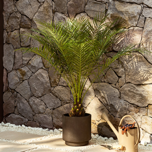 Pygmy Date Palm | Patch Plants