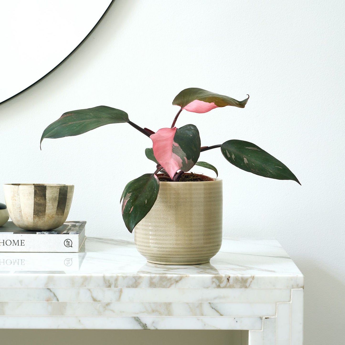 Philodendron Pink Princess