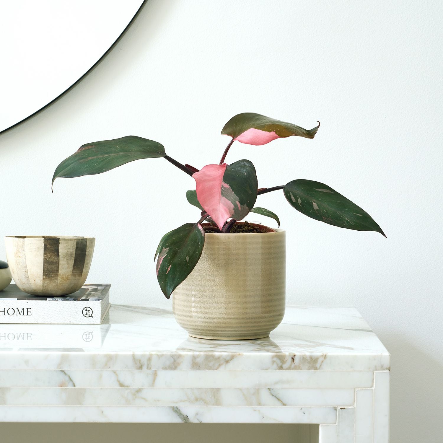 Philodendron Pink Princess