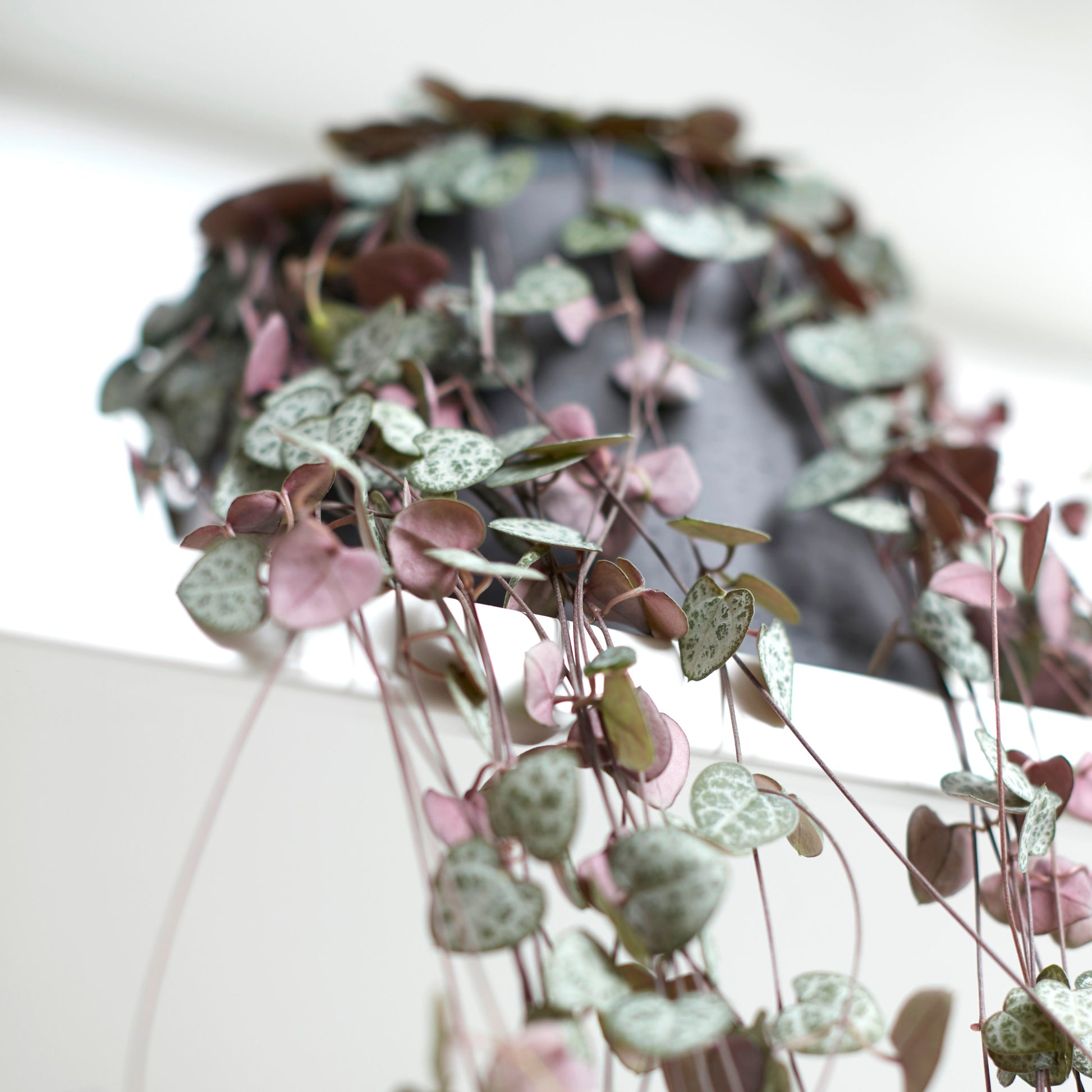 Ceropegia woodii