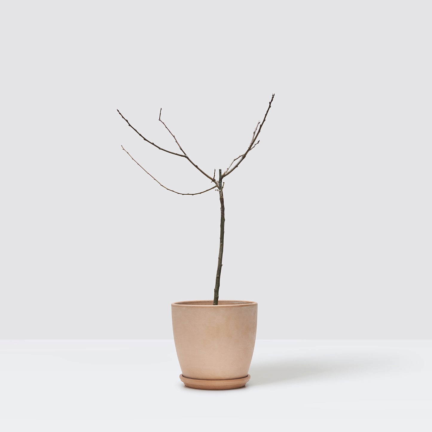 Plum tree | Patch Plants