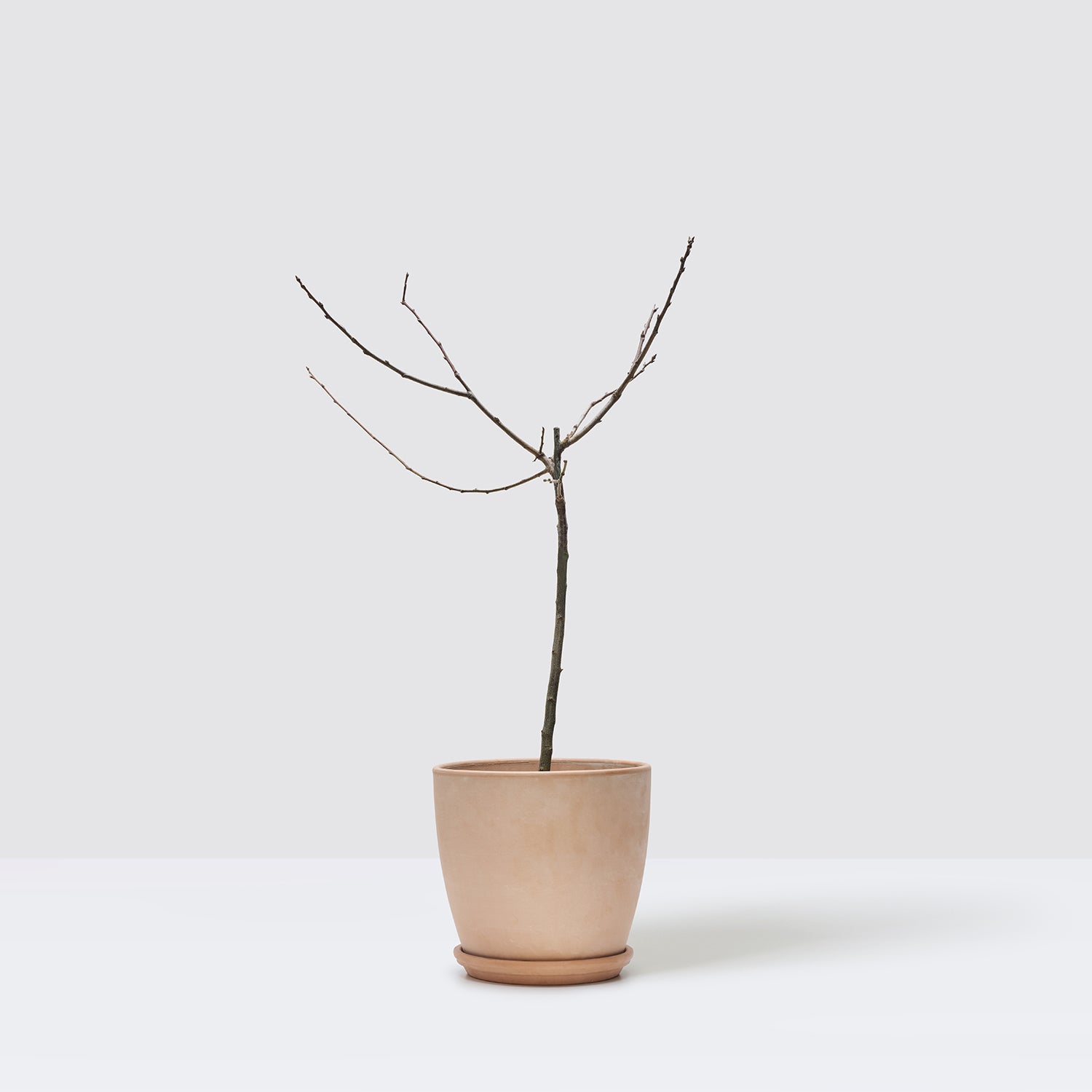 Plum tree | Patch Plants
