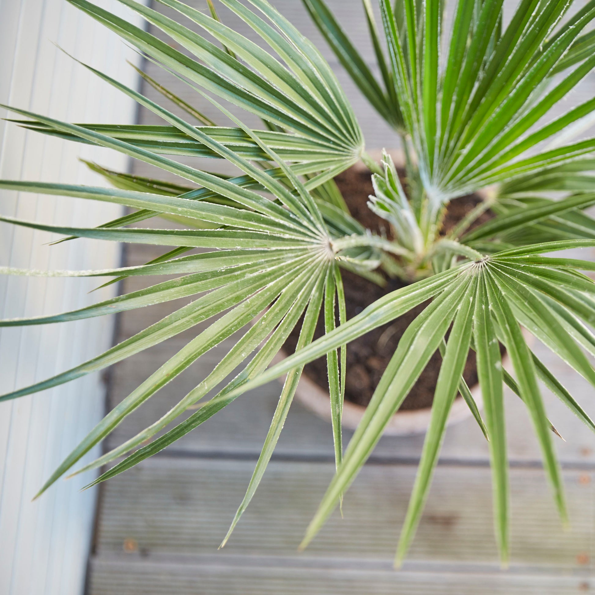 Chamaerops Humilis