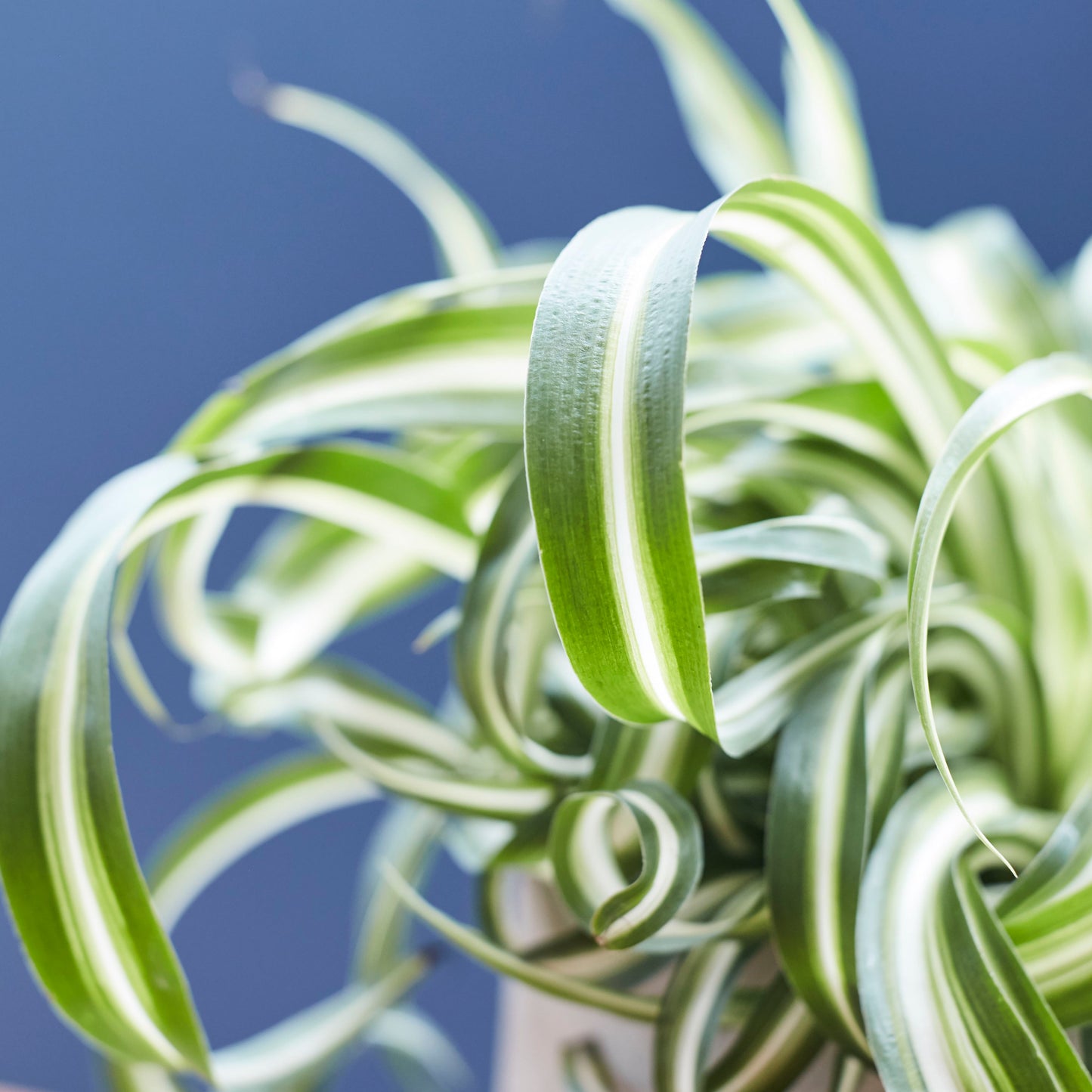 Curly Spider Plant