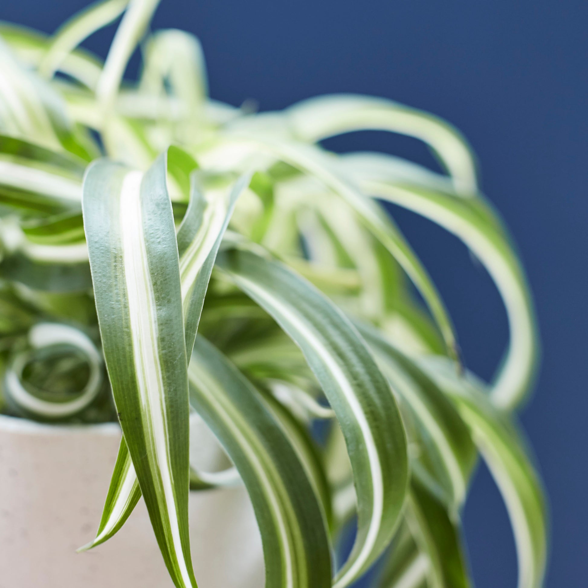 Curly Spider Plant