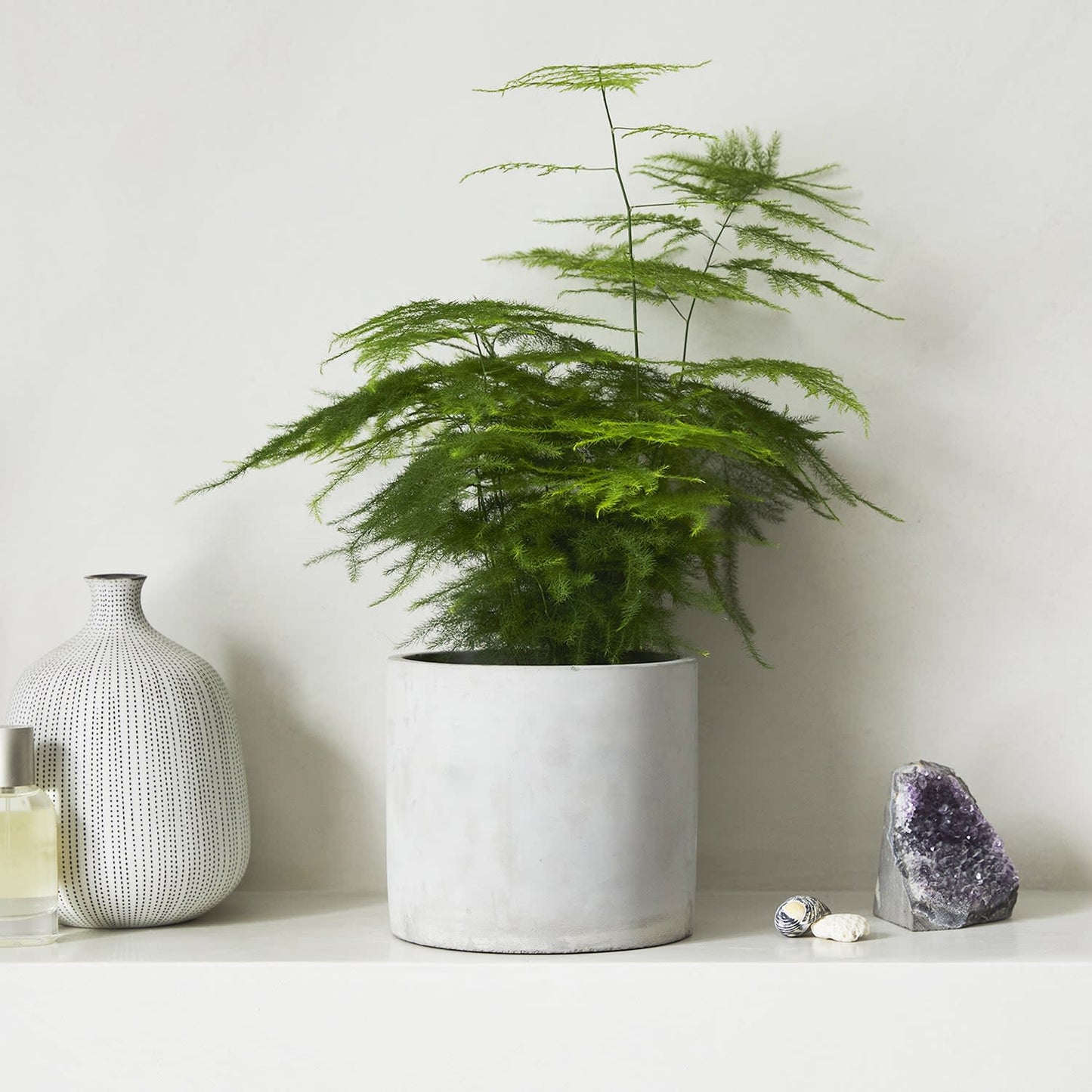Asparagus Fern