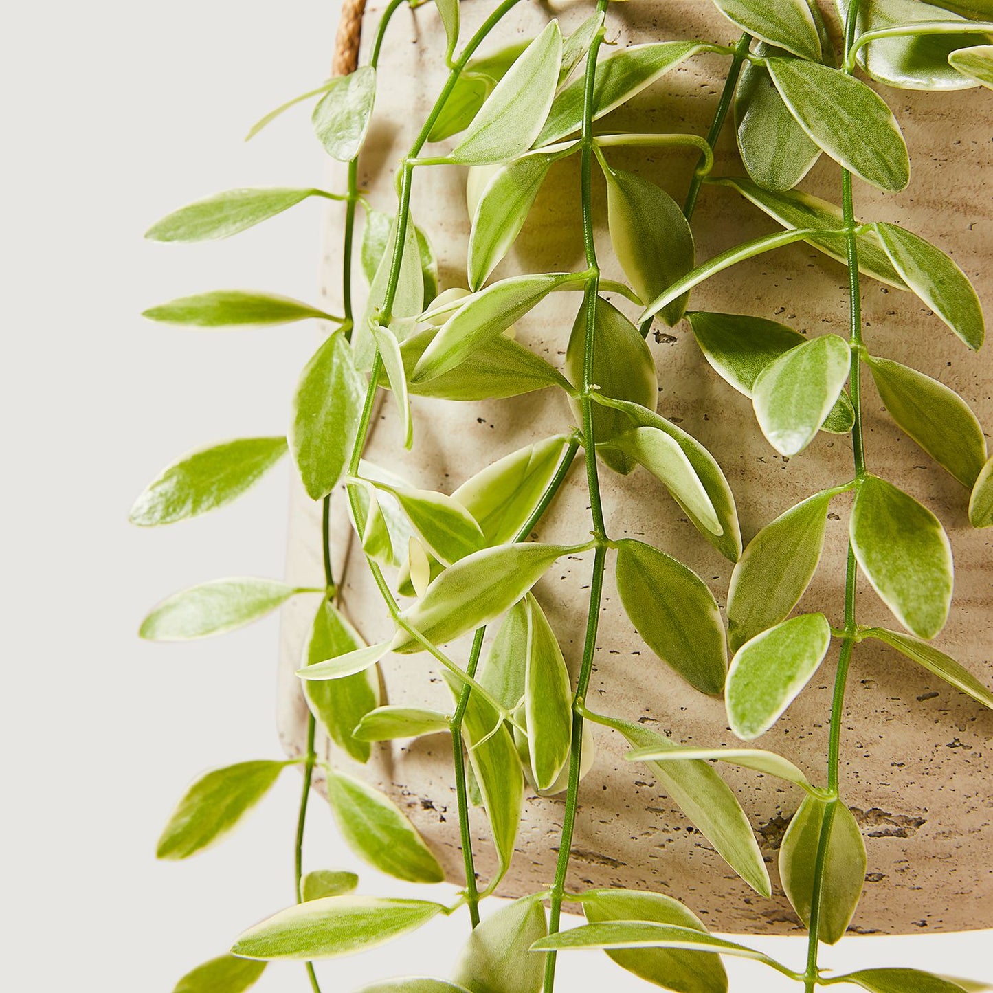 Variegated String of nickels