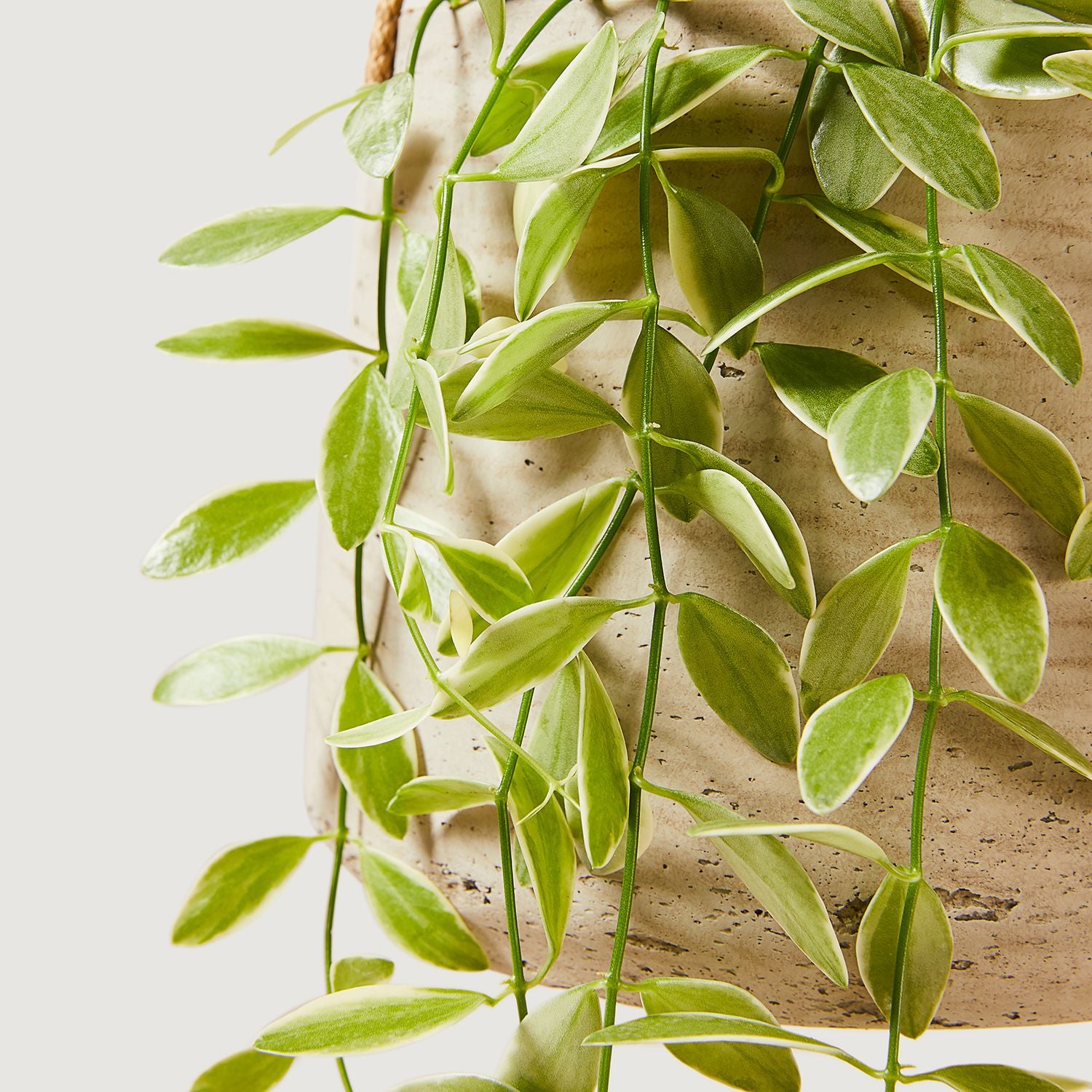 Variegated String of nickels