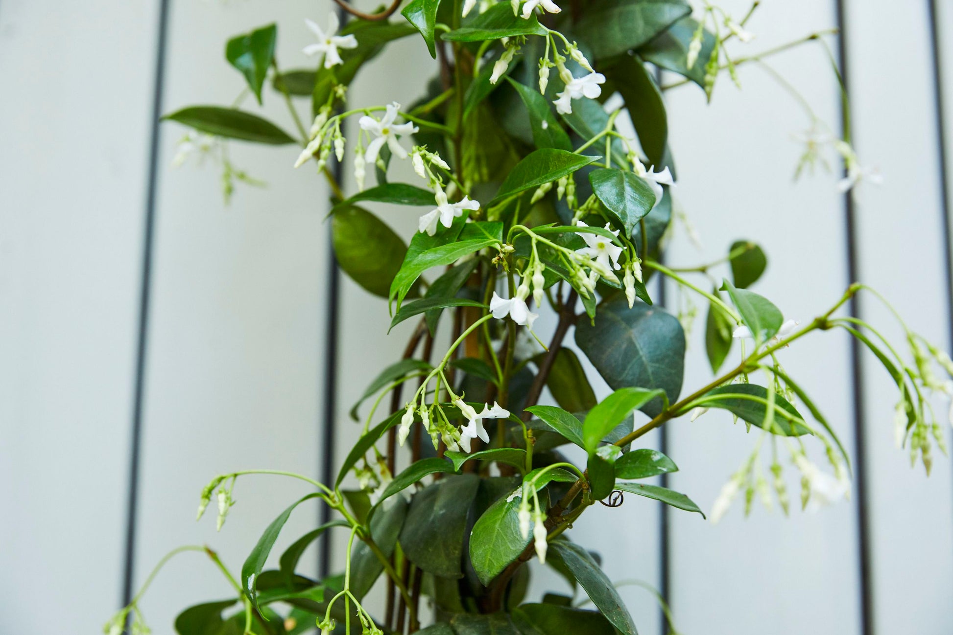 Star Jasmine