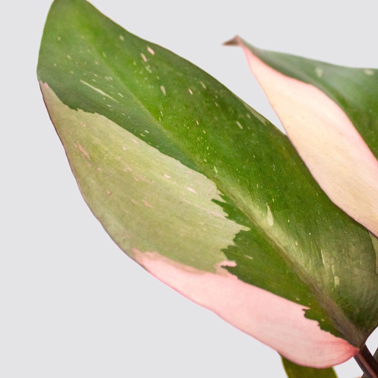 Philodendron Pink Princess