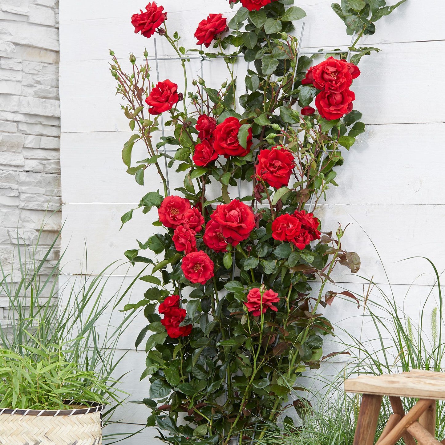 Climbing rose - red