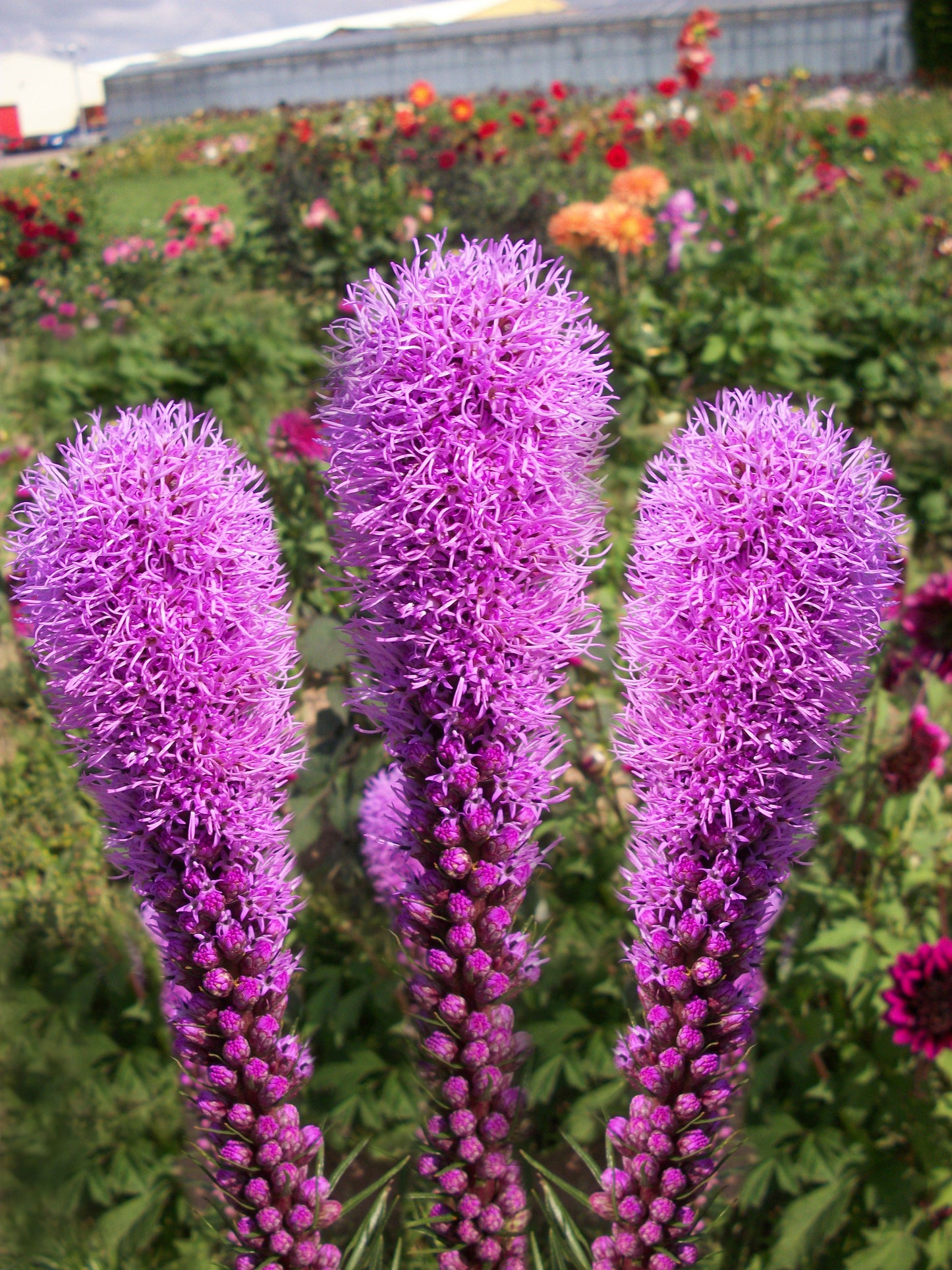 Summer flowering