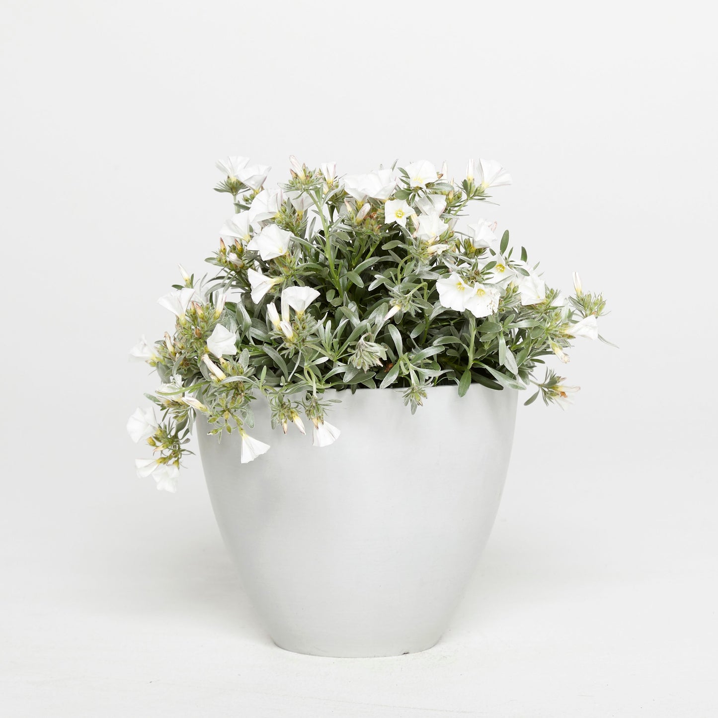 Convolvulus Cneorum