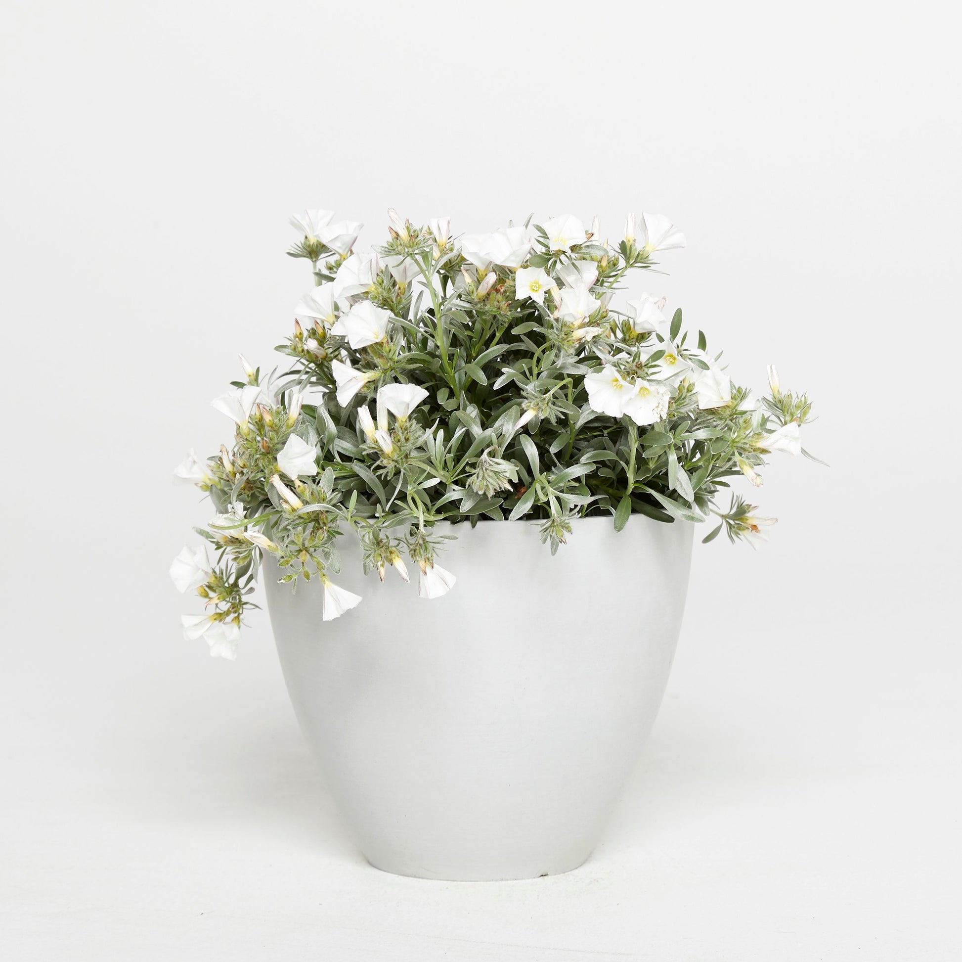 Convolvulus Cneorum