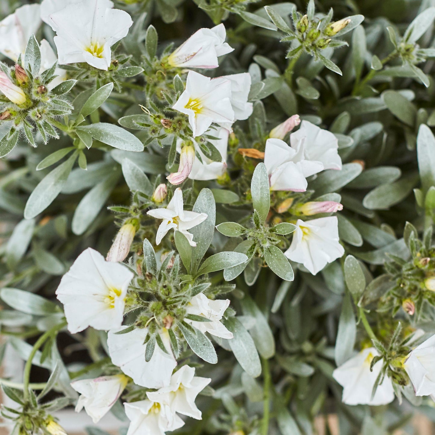 Convolvulus Cneorum
