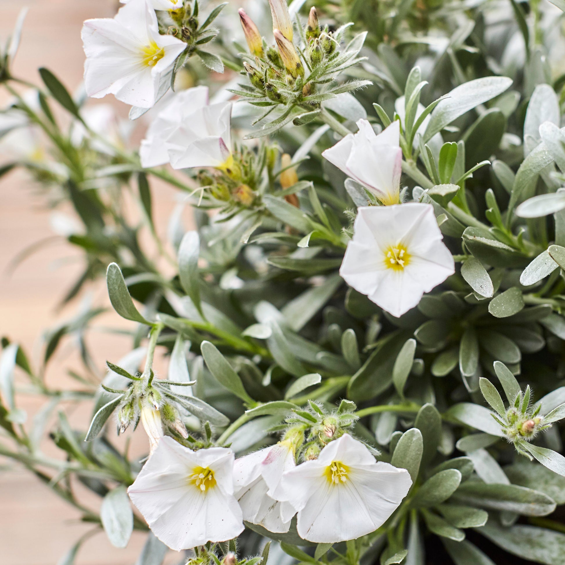 Convolvulus Cneorum