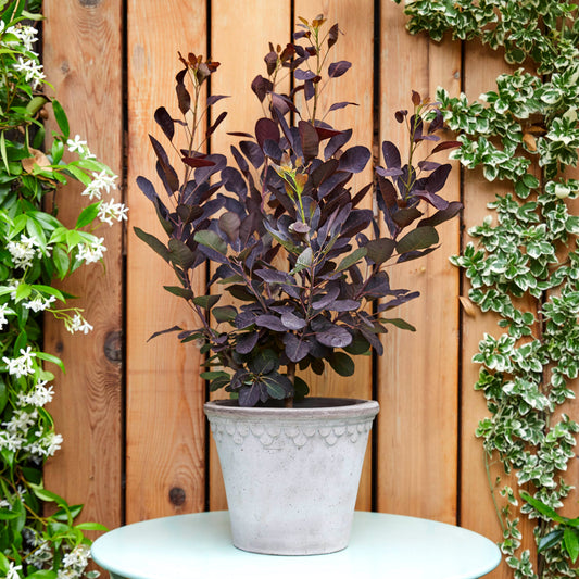 Cotinus Coggrygria 'Royal Purple'
