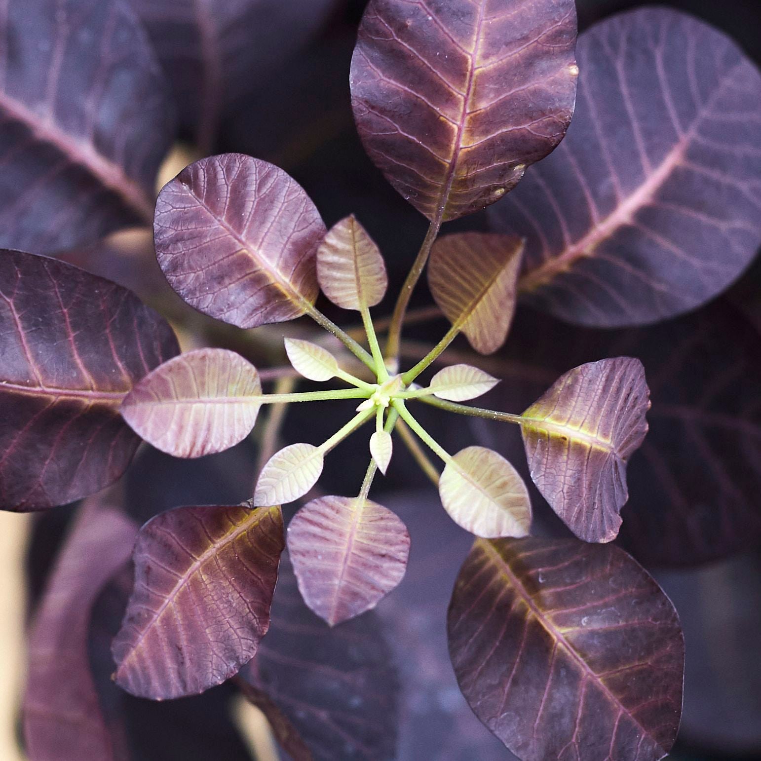 Cotinus Coggrygria 'Royal Purple'