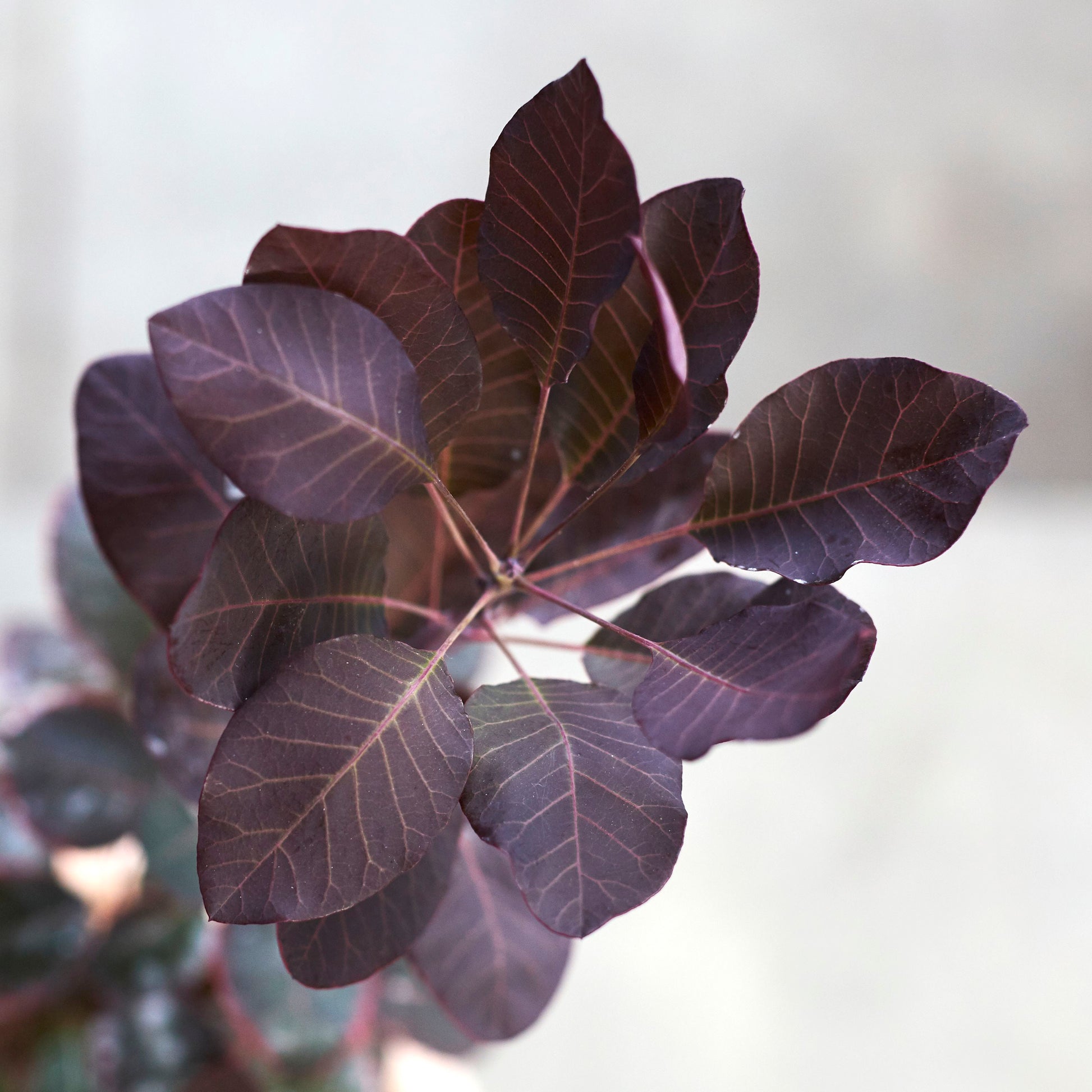 Cotinus Coggrygria 'Royal Purple'