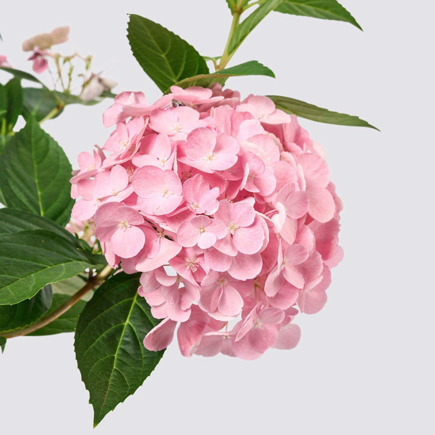 Hydrangea macrophylla - light pink