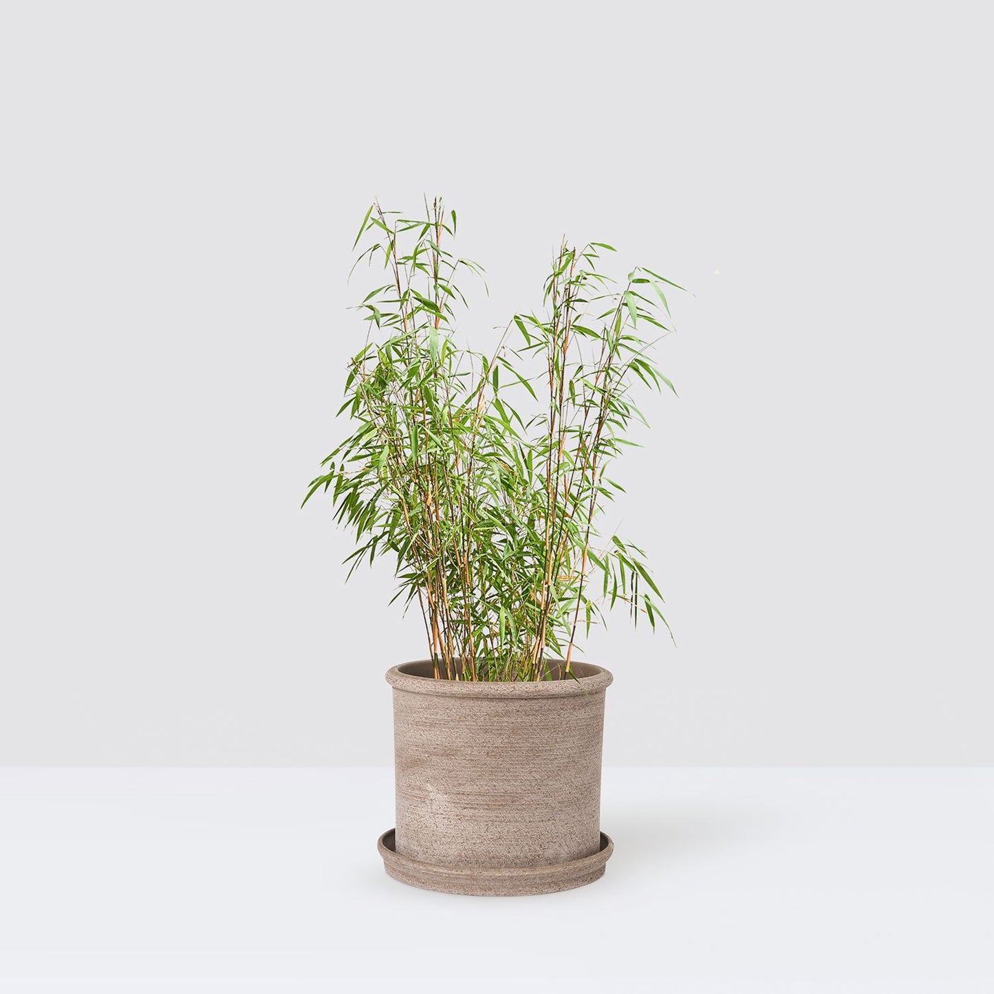 Bamboo - red stem
