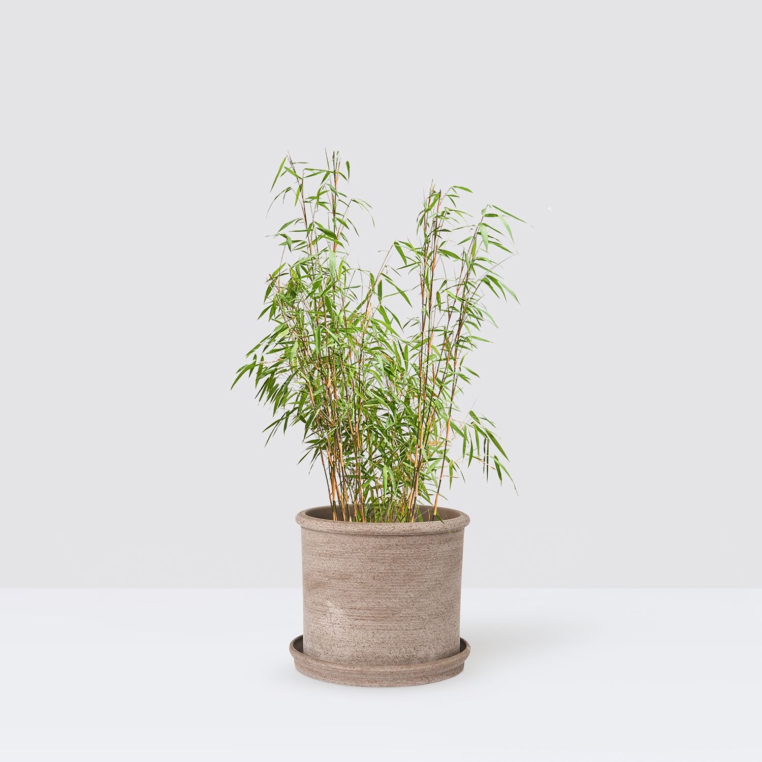 Bamboo - red stem