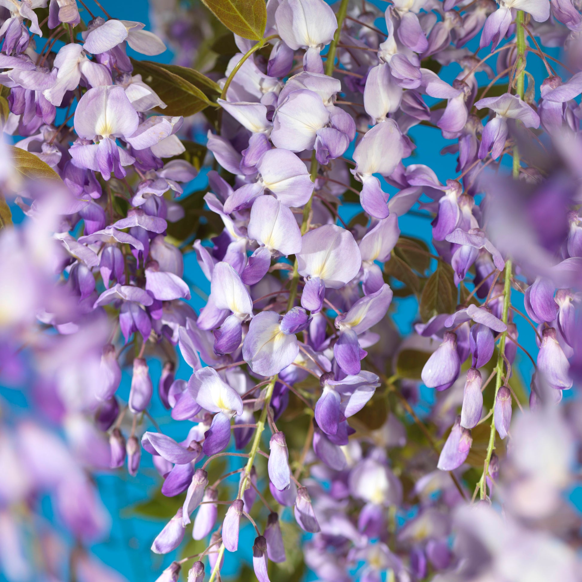 Wisteria - Purple
