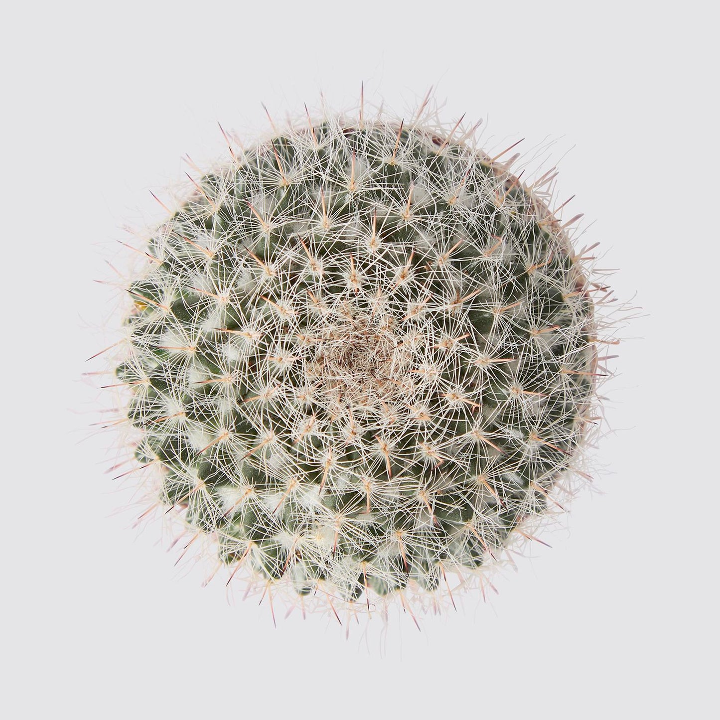 Mammillaria hahniana
