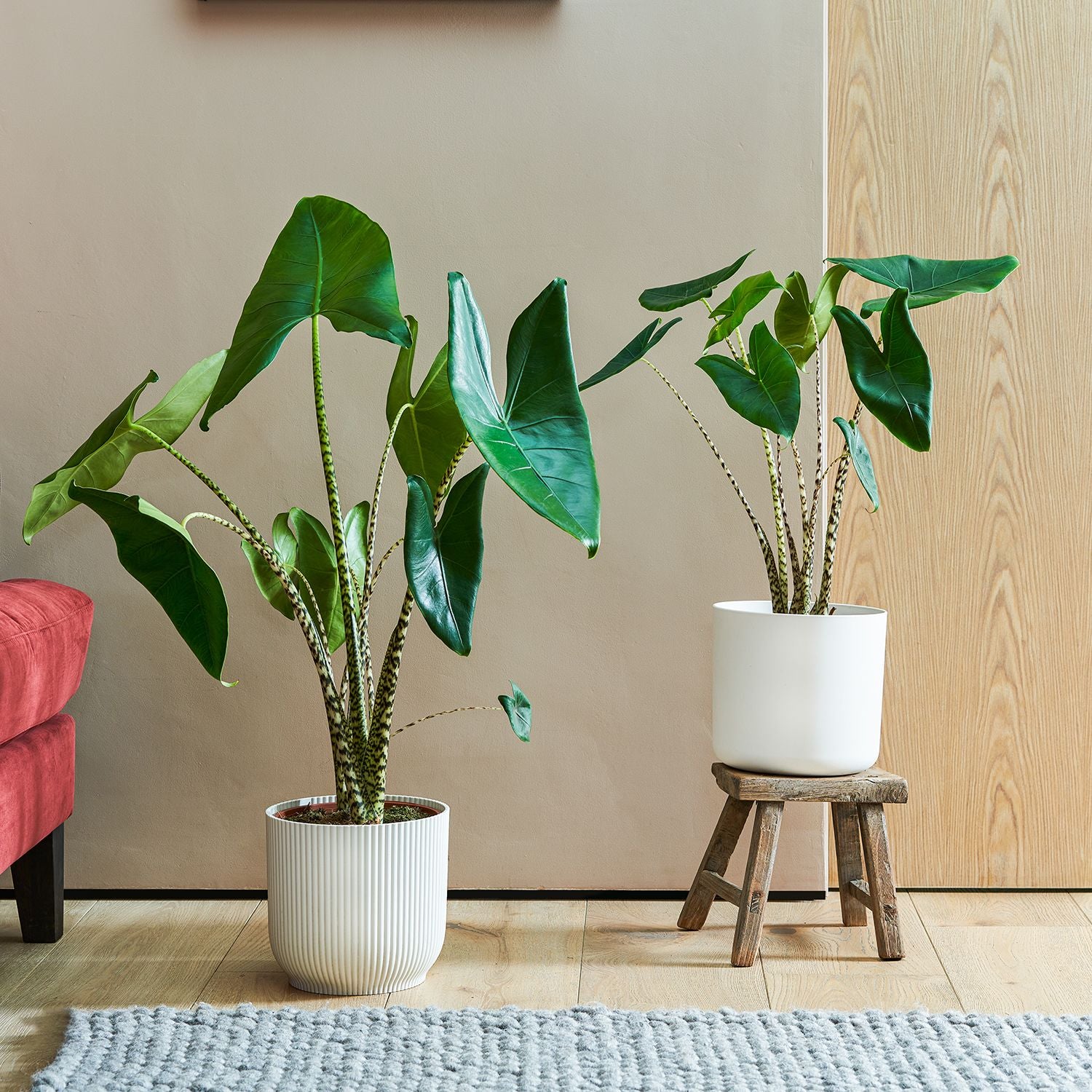 Elephant ear plant