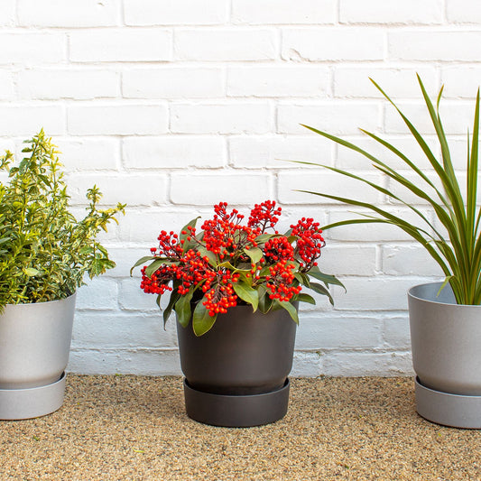 Skimmia japonica 'lipstick'