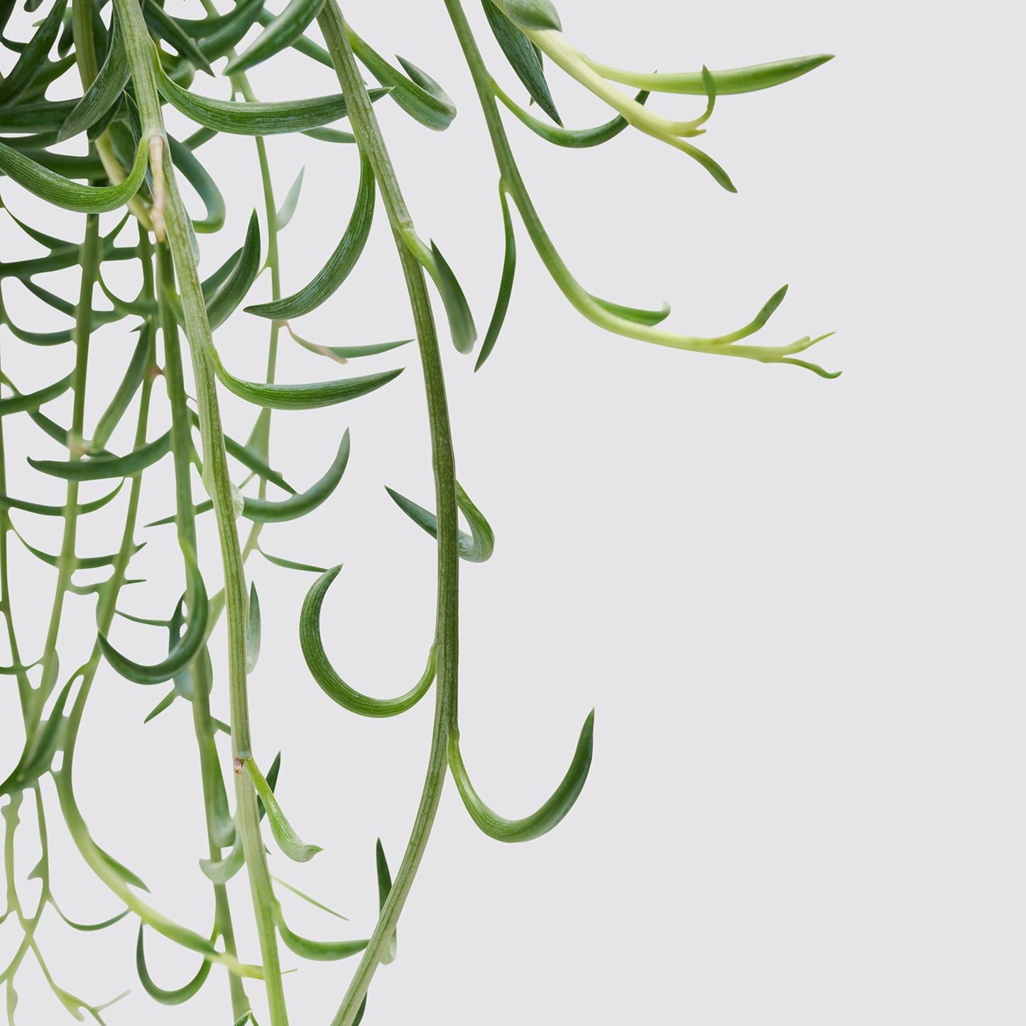 String of Fish Hooks | Patch Plants