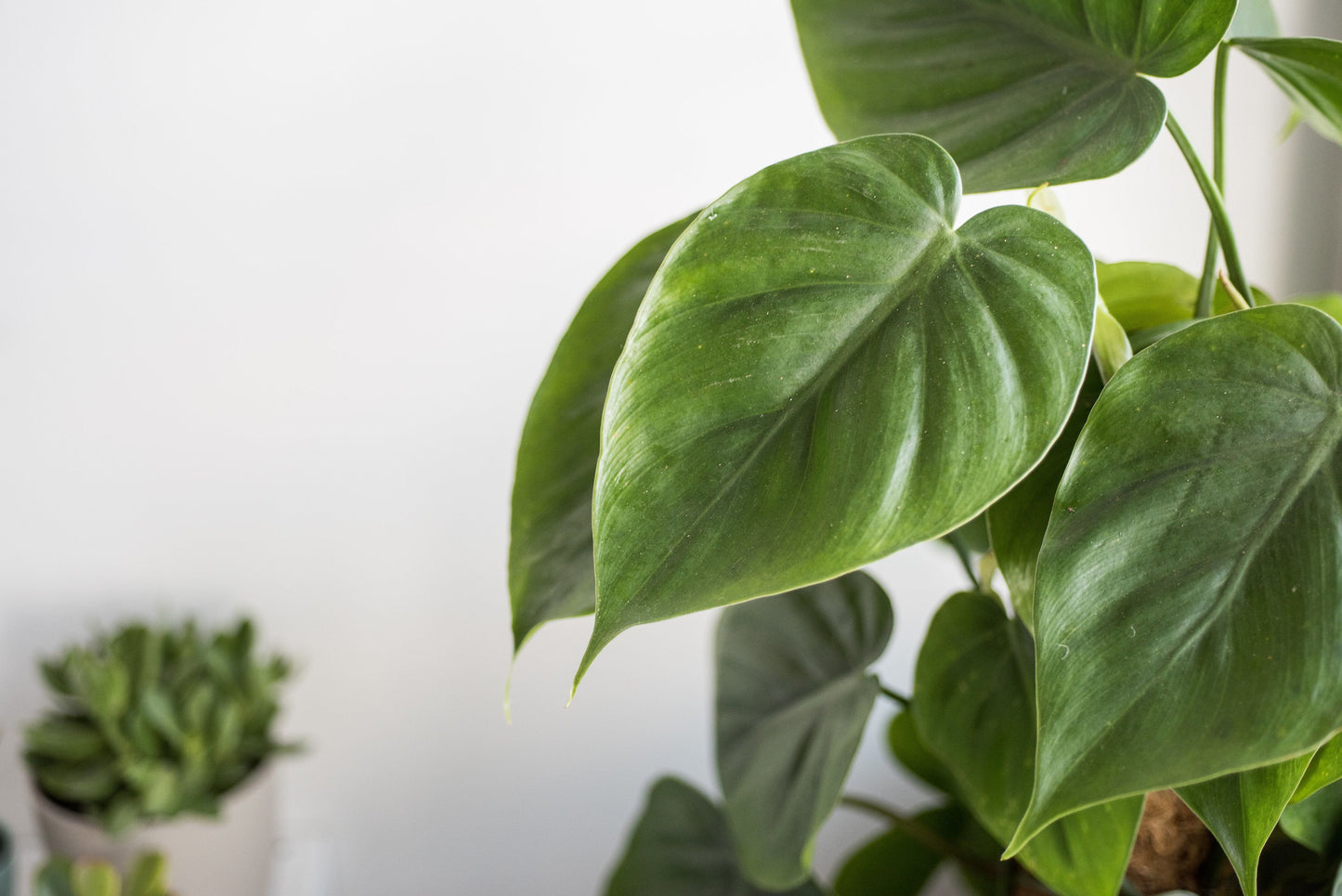 Philodendron Scandens