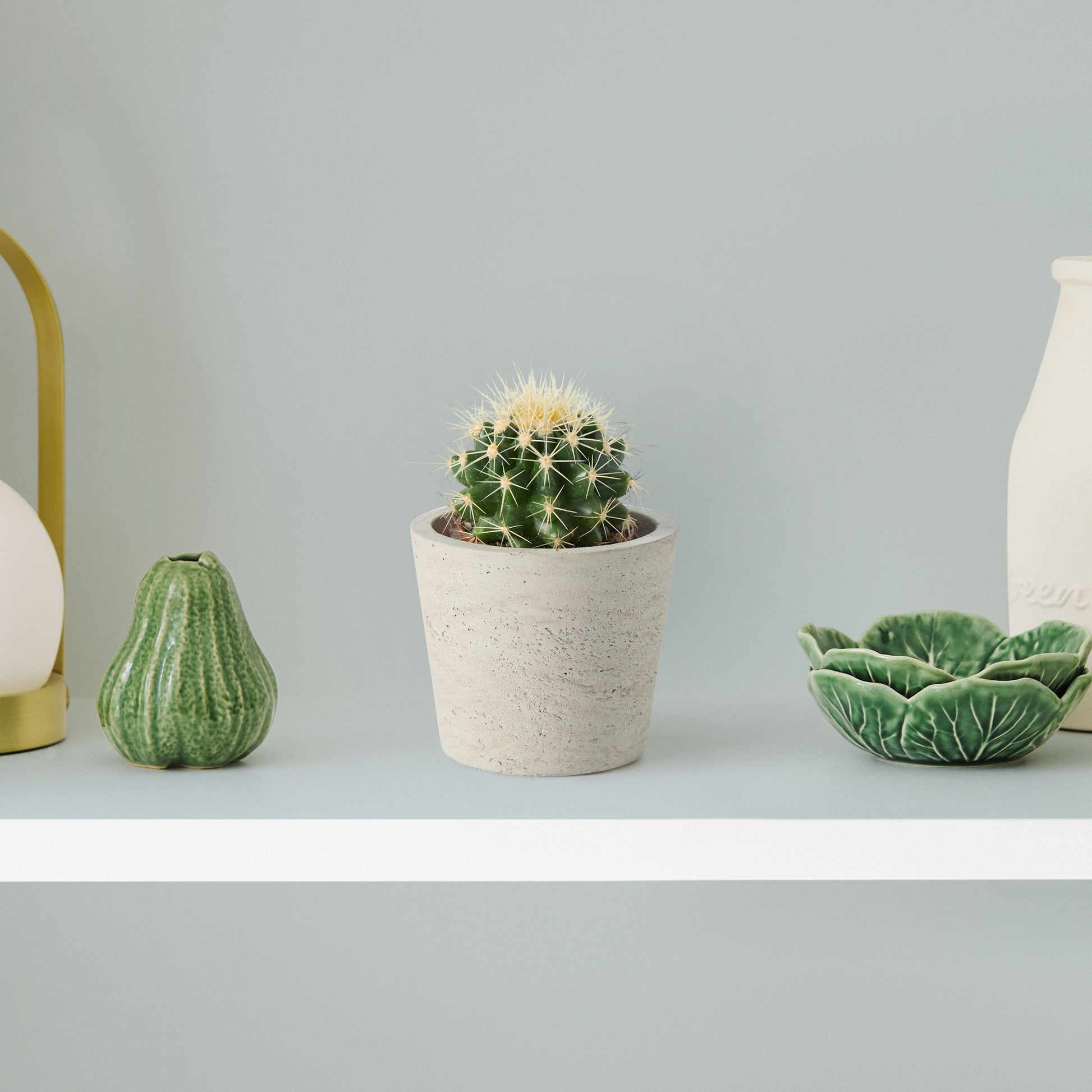 Echinocactus grusonii