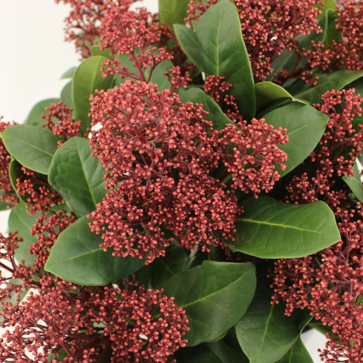 Skimmia japonica - red