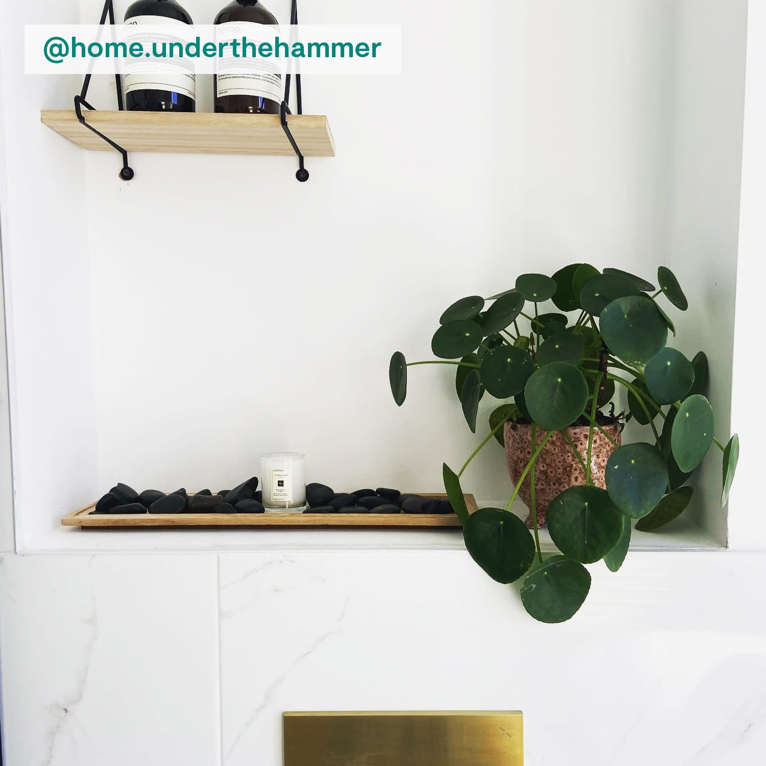 Chinese Money Plant