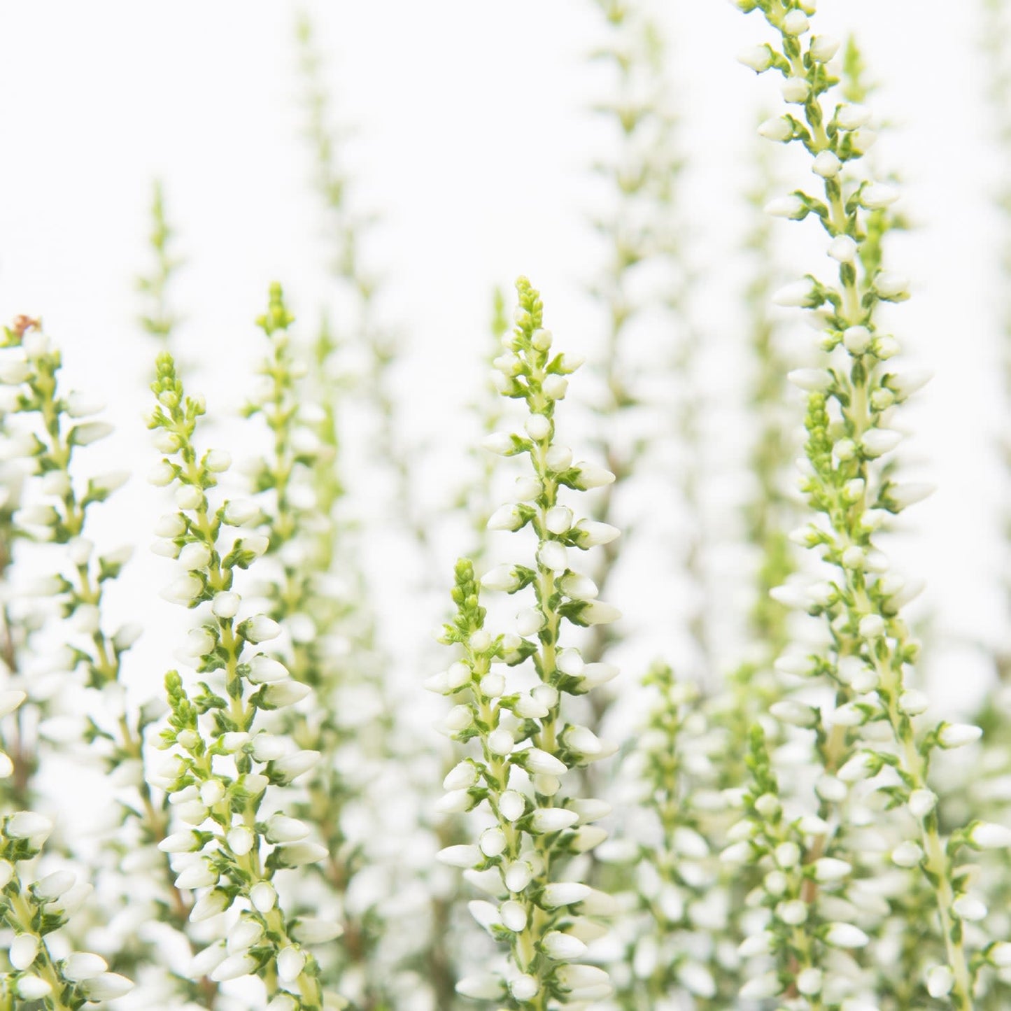 Heather - white
