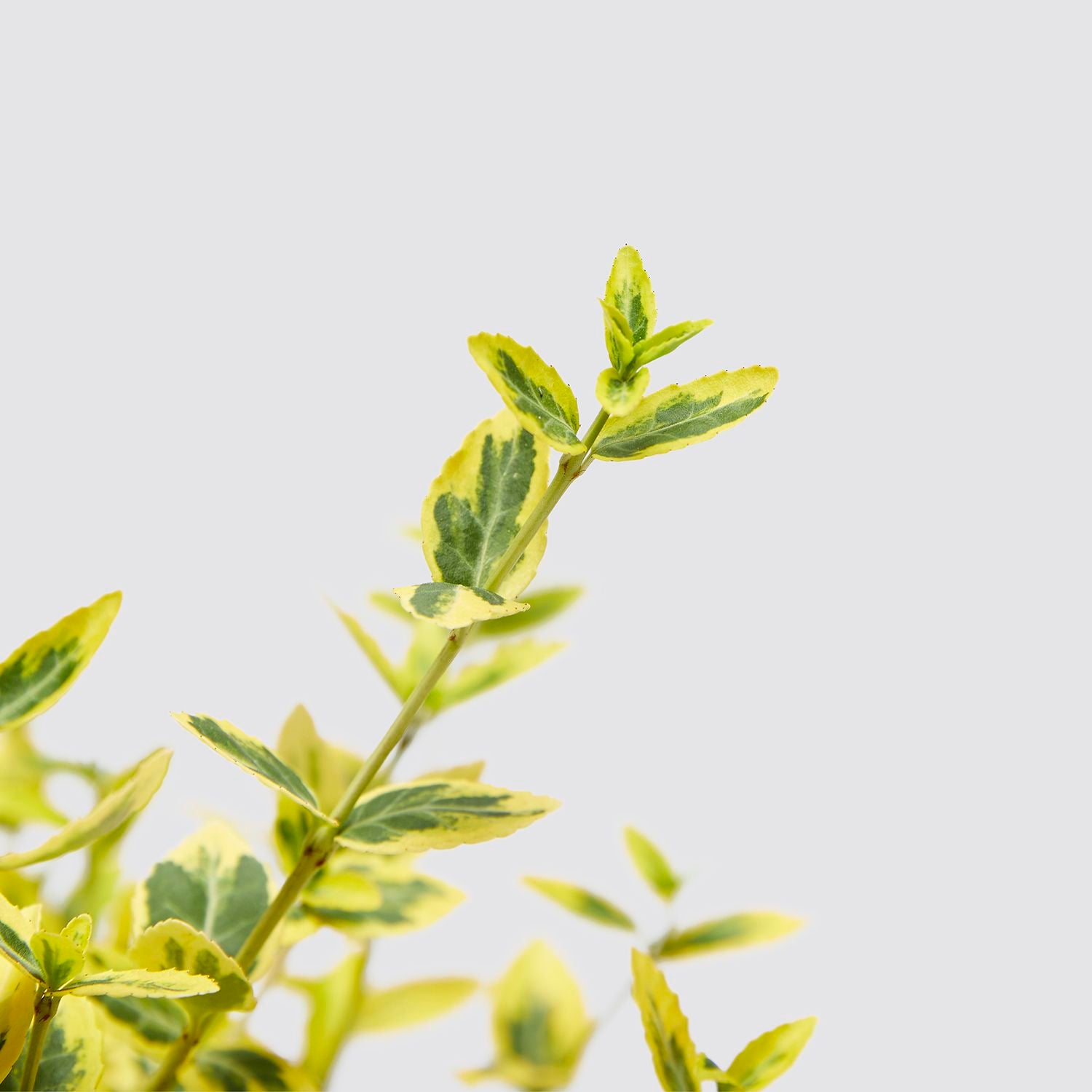 Euonymus Fortunei