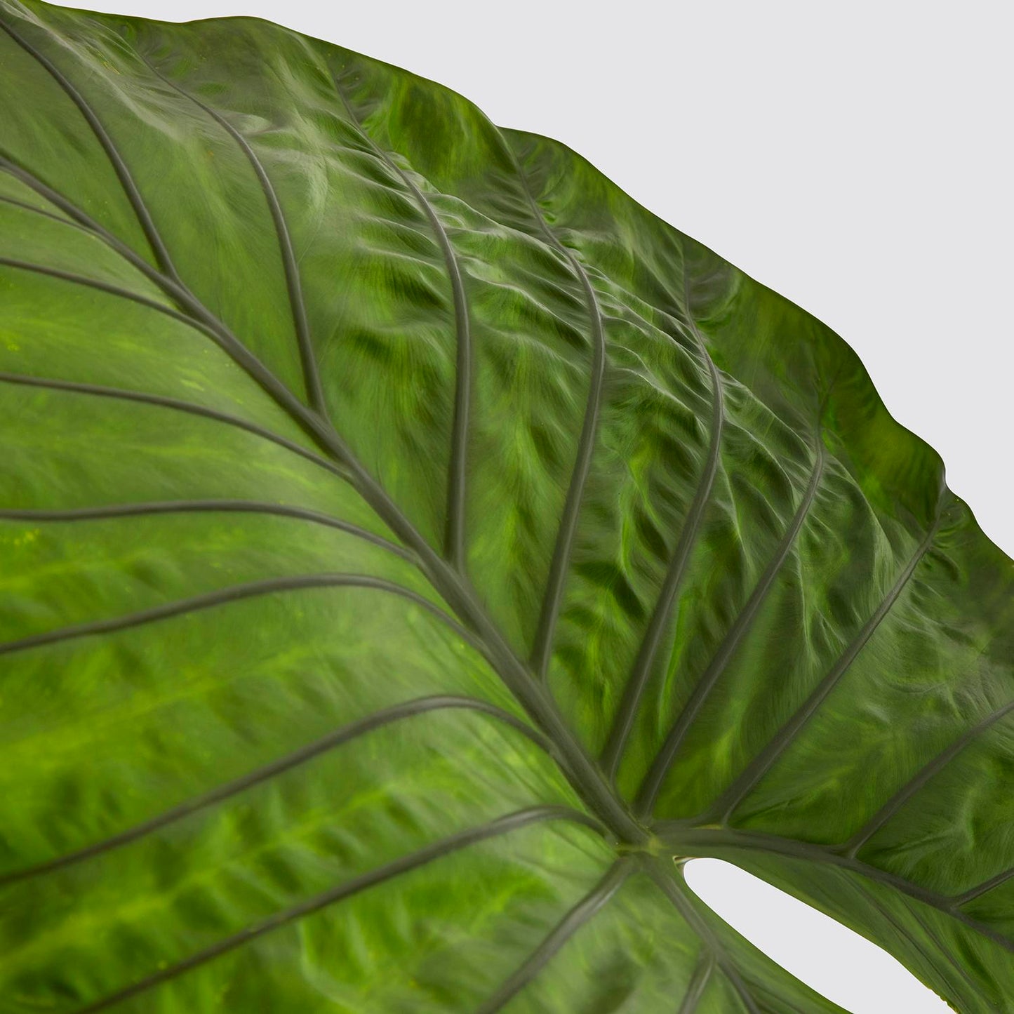 Alocasia dark star