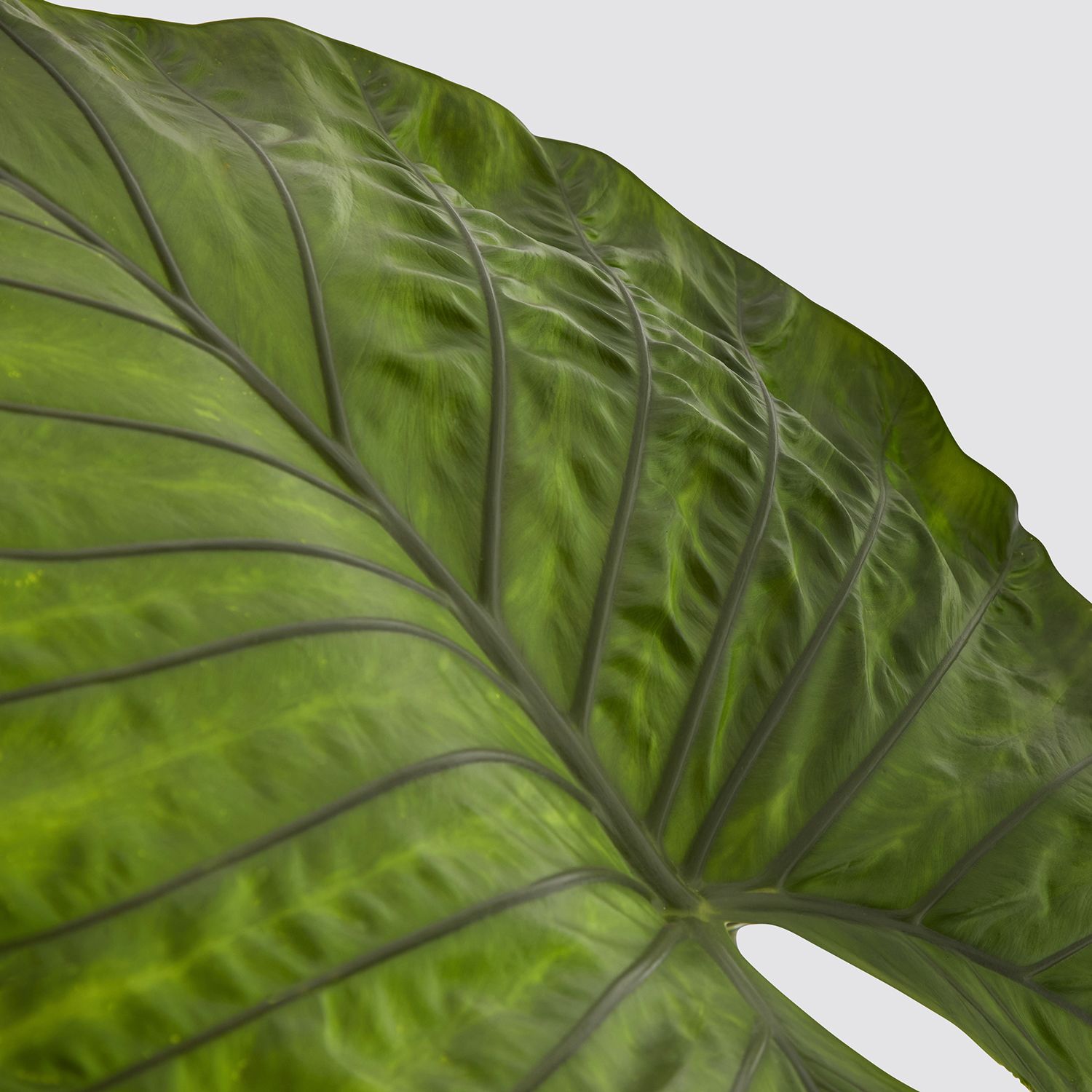 Alocasia dark star