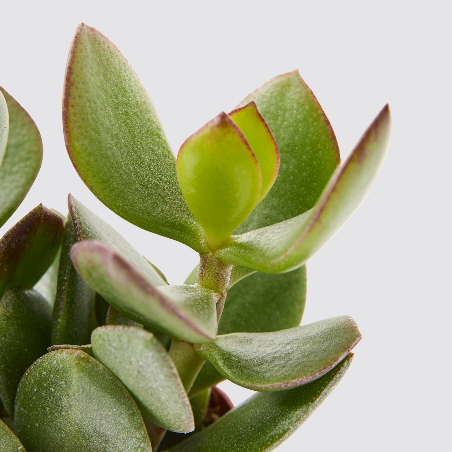 Crassula arborescens