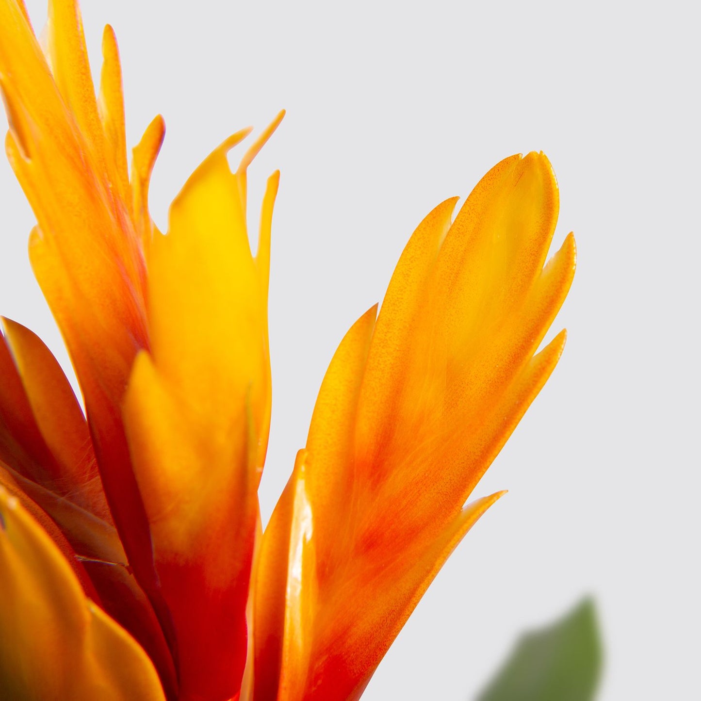 Vriesea Intenso Orange Flame