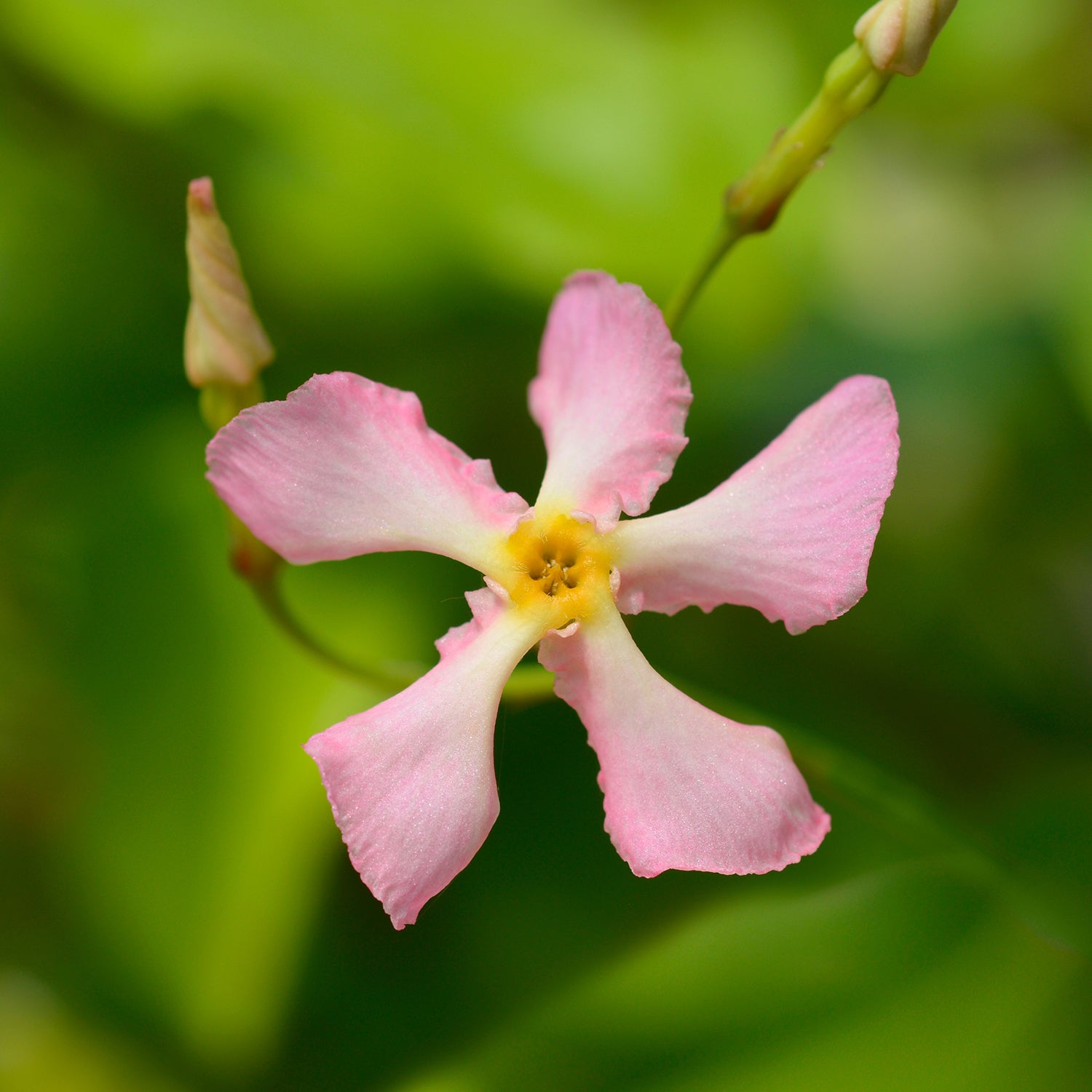 Star Jasmine - pink | Patch Plants
