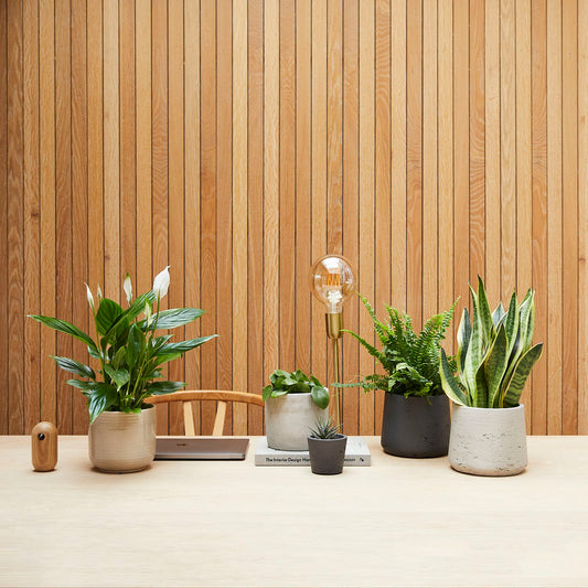 Desktop set