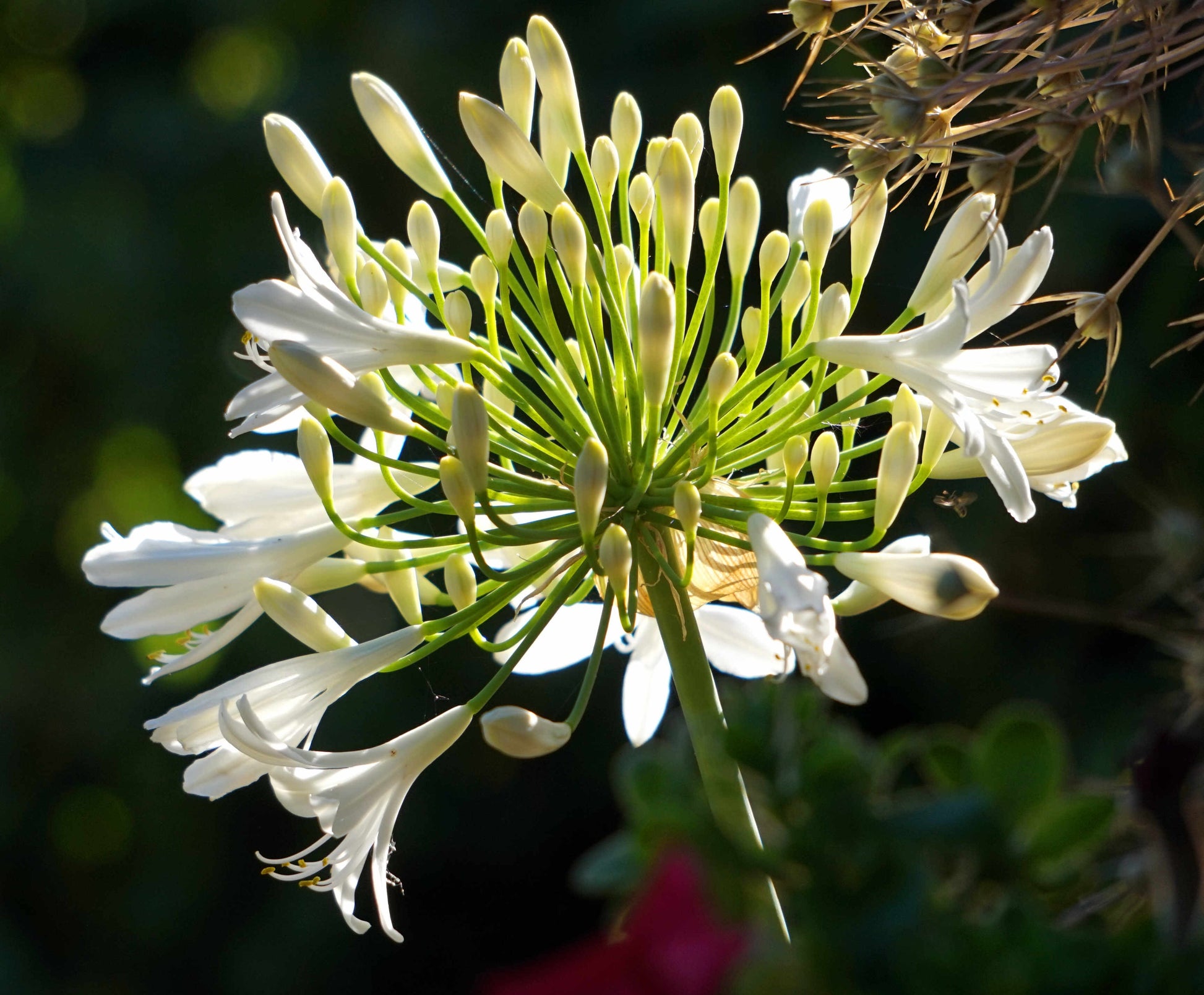 Summer flowering