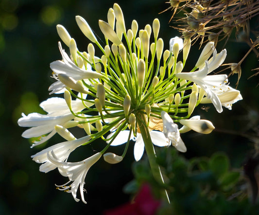 Summer flowering