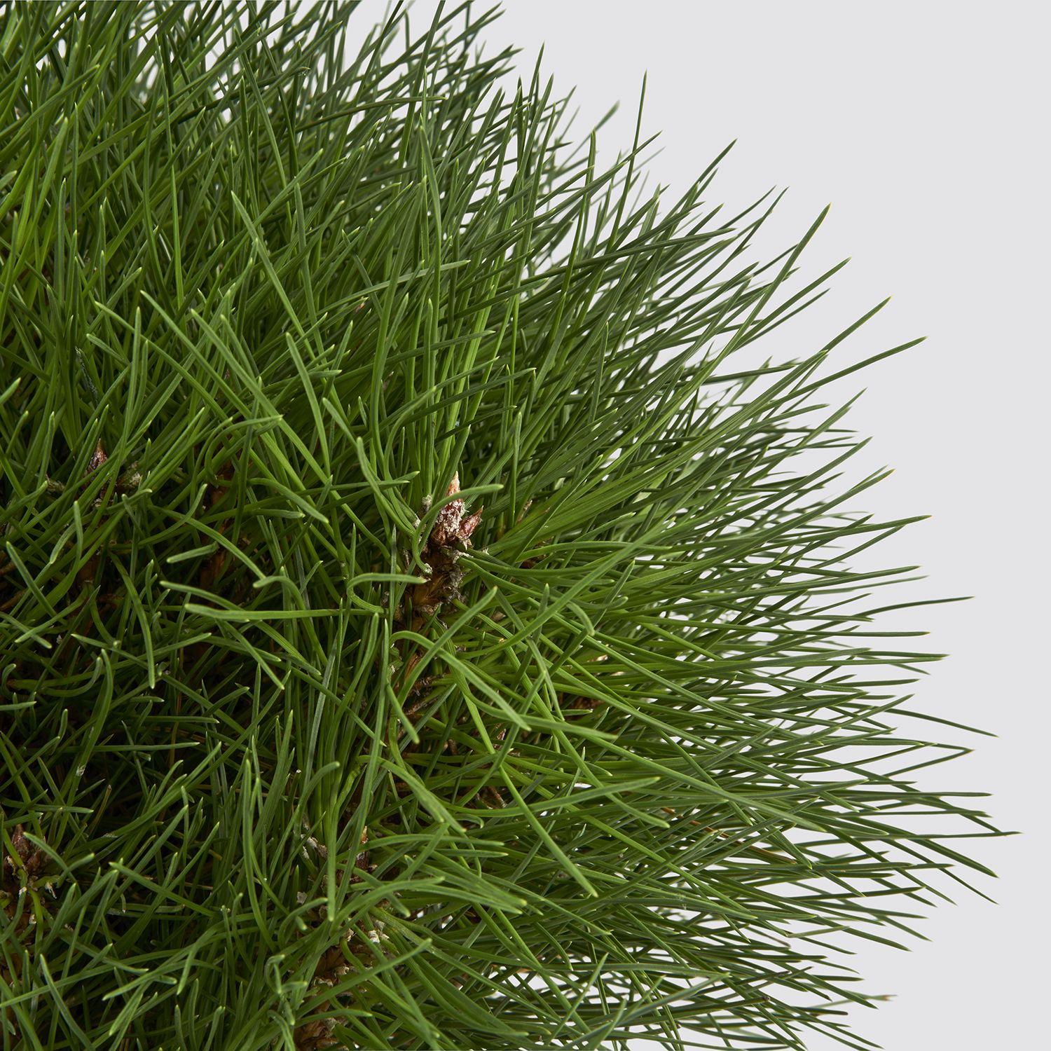 Pinus nigra 'Summer Breeze'